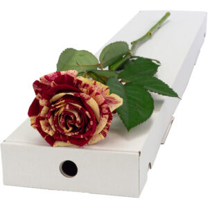 Single Letterbox Harlequin Rose